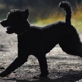 Foto van Mirjam en Curly Koda