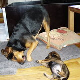Foto van Joyce, Koda, Skippy en Beertje:)