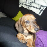 Pupsel!