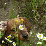Mijn eigen flower power hondje!