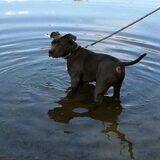 onze maat django amstaff reu. 6 maanden oud. in het water