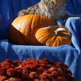 Cenji in herfstsferen