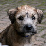 Foto van margriet