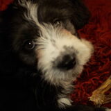 Foto van Elsbeth en Moke