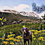 Foto van *Laycka en Lady*
