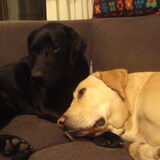 Foto van Ralph, Bo en Dex