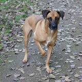 Foto van Vrouwtje van Denzel en Diva (R.I.P. Dixie)