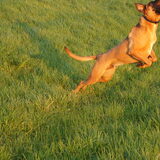 Foto van Vrouwtje van Denzel en Diva (R.I.P. Dixie)