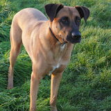 Foto van Vrouwtje van Denzel en Diva (R.I.P. Dixie)