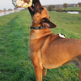 Foto van Vrouwtje van Denzel en Diva (R.I.P. Dixie)