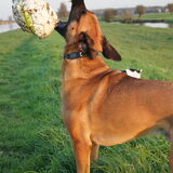 Foto van Vrouwtje van Denzel en Diva (R.I.P. Dixie)