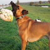 Foto van Vrouwtje van Denzel en Diva (R.I.P. Dixie)