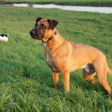 Foto van Vrouwtje van Denzel en Diva (R.I.P. Dixie)