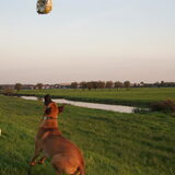 Foto van Vrouwtje van Denzel en Diva (R.I.P. Dixie)