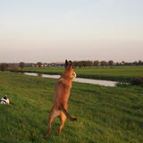 Foto van Vrouwtje van Denzel en Diva (R.I.P. Dixie)