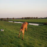 Foto van Vrouwtje van Denzel en Diva (R.I.P. Dixie)