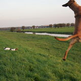 Foto van Vrouwtje van Denzel en Diva (R.I.P. Dixie)