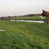 Foto van Vrouwtje van Denzel en Diva (R.I.P. Dixie)
