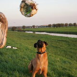Foto van Vrouwtje van Denzel en Diva (R.I.P. Dixie)