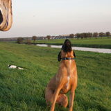 Foto van Vrouwtje van Denzel en Diva (R.I.P. Dixie)