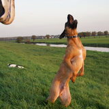Foto van Vrouwtje van Denzel en Diva (R.I.P. Dixie)