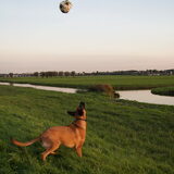 Foto van Vrouwtje van Denzel en Diva (R.I.P. Dixie)