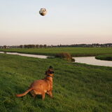 Foto van Vrouwtje van Denzel en Diva (R.I.P. Dixie)