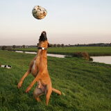 Foto van Vrouwtje van Denzel en Diva (R.I.P. Dixie)