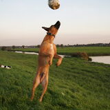 Foto van Vrouwtje van Denzel en Diva (R.I.P. Dixie)