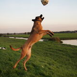 Foto van Vrouwtje van Denzel en Diva (R.I.P. Dixie)