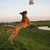 Foto van Vrouwtje van Denzel en Diva (R.I.P. Dixie)