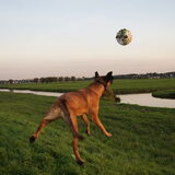Foto van Vrouwtje van Denzel en Diva (R.I.P. Dixie)