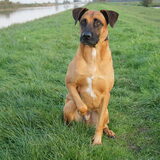 Foto van Vrouwtje van Denzel en Diva (R.I.P. Dixie)
