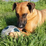 Foto van Vrouwtje van Denzel en Diva (R.I.P. Dixie)