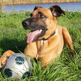 Foto van Vrouwtje van Denzel en Diva (R.I.P. Dixie)