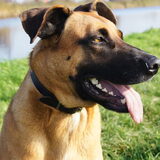 Foto van Vrouwtje van Denzel en Diva (R.I.P. Dixie)
