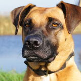 Foto van Vrouwtje van Denzel en Diva (R.I.P. Dixie)