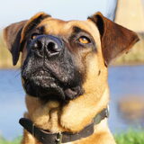 Foto van Vrouwtje van Denzel en Diva (R.I.P. Dixie)