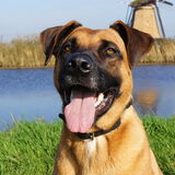 Foto van Vrouwtje van Denzel en Diva (R.I.P. Dixie)
