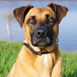 Foto van Vrouwtje van Denzel en Diva (R.I.P. Dixie)