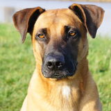 Foto van Vrouwtje van Denzel en Diva (R.I.P. Dixie)