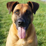 Foto van Vrouwtje van Denzel en Diva (R.I.P. Dixie)