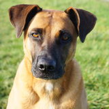 Foto van Vrouwtje van Denzel en Diva (R.I.P. Dixie)