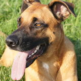 Foto van Vrouwtje van Denzel en Diva (R.I.P. Dixie)