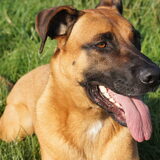 Foto van Vrouwtje van Denzel en Diva (R.I.P. Dixie)