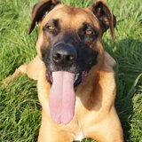Foto van Vrouwtje van Denzel en Diva (R.I.P. Dixie)