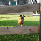 Foto van Vrouwtje van Denzel en Diva (R.I.P. Dixie)