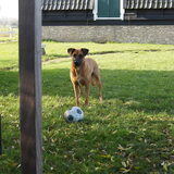 Foto van Vrouwtje van Denzel en Diva (R.I.P. Dixie)