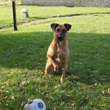 Foto van Vrouwtje van Denzel en Diva (R.I.P. Dixie)
