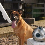 Foto van Vrouwtje van Denzel en Diva (R.I.P. Dixie)